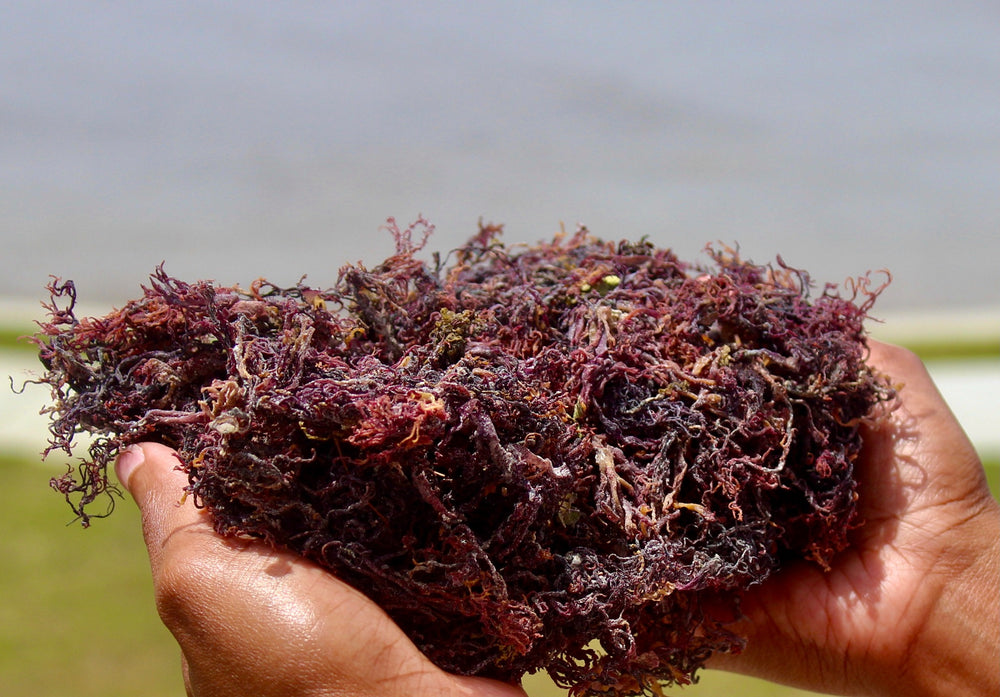 
                  
                    Raw Purple Wildcraft Sea Moss (Jamaica)
                  
                