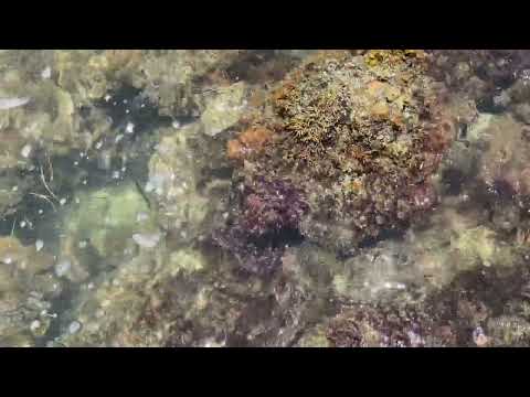 
                  
                    Load and play video in Gallery viewer, Raw Purple Wildcraft Sea Moss (Jamaica)
                  
                